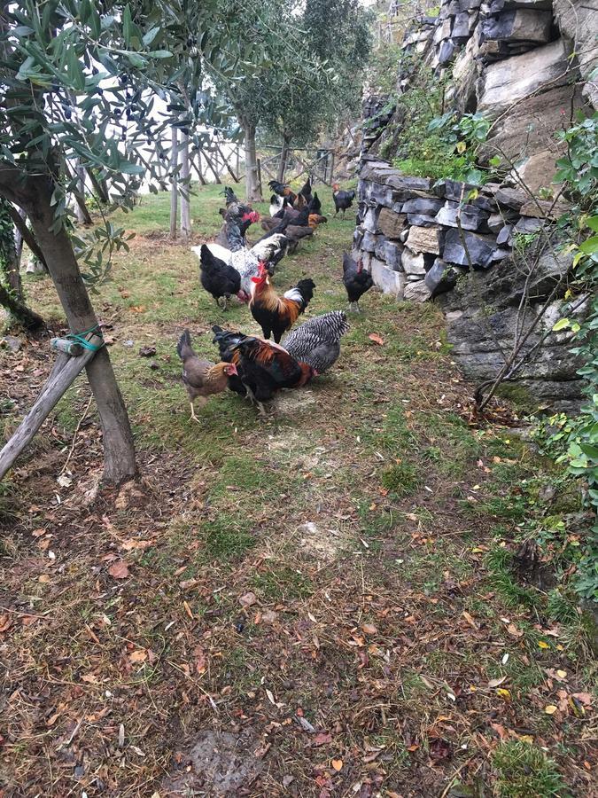 Castagna Holiday Home Nesso Exterior foto