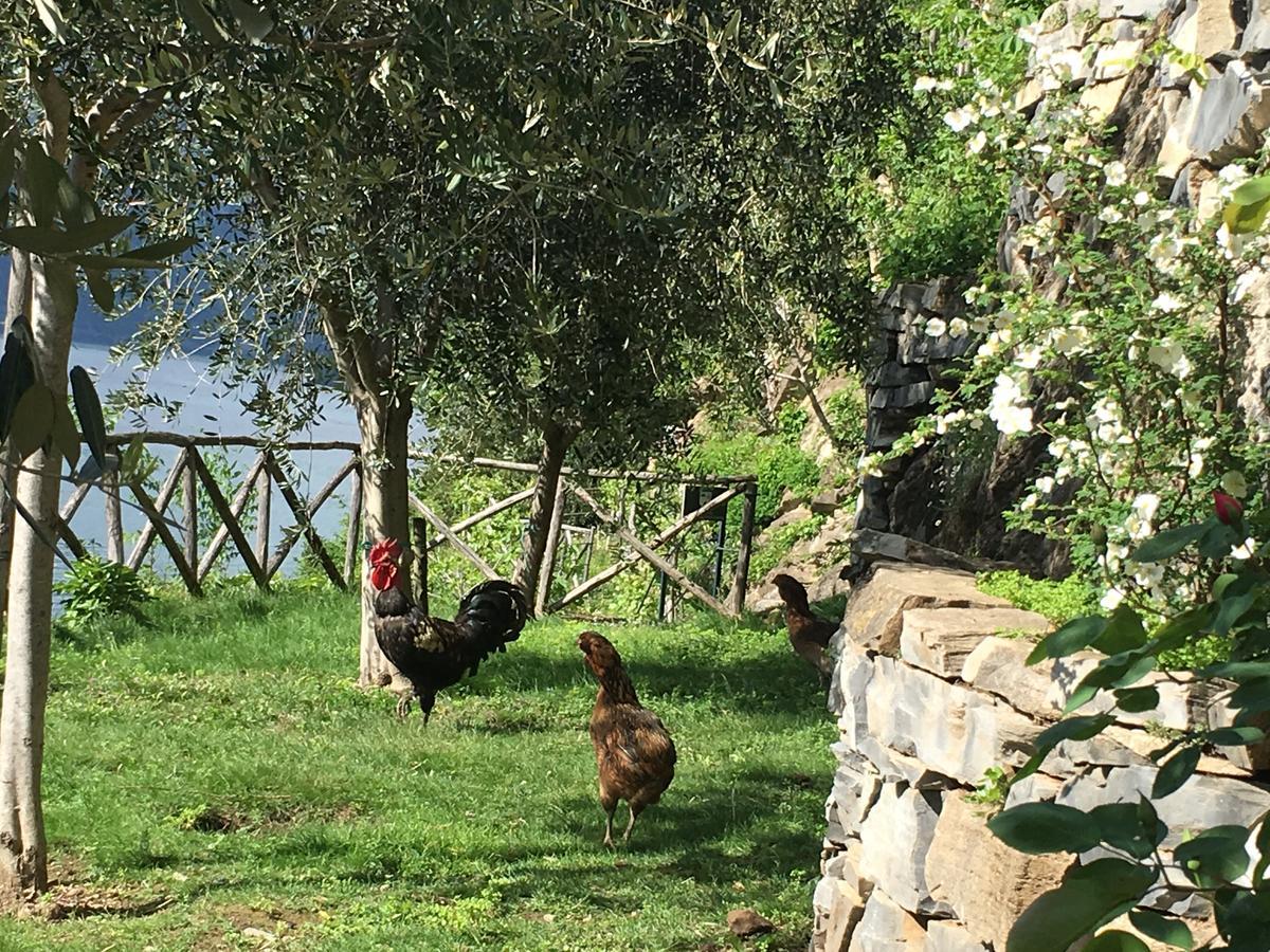 Castagna Holiday Home Nesso Exterior foto